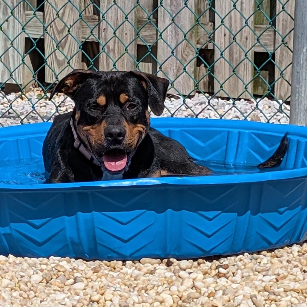 Cornbread, a Adoptable mixed breed in Novelty, OH image 3/5