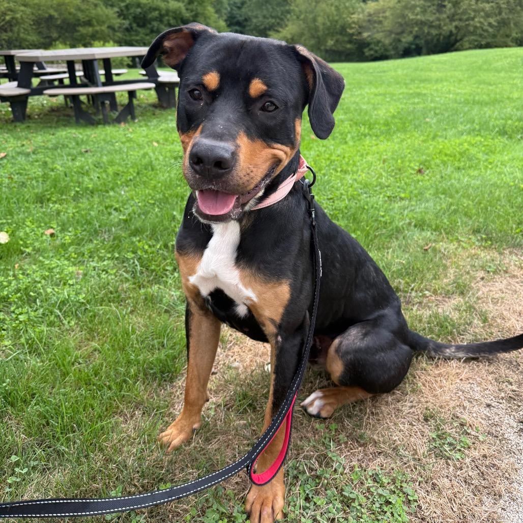 Cornbread, a Adoptable mixed breed in Novelty, OH image 4/5