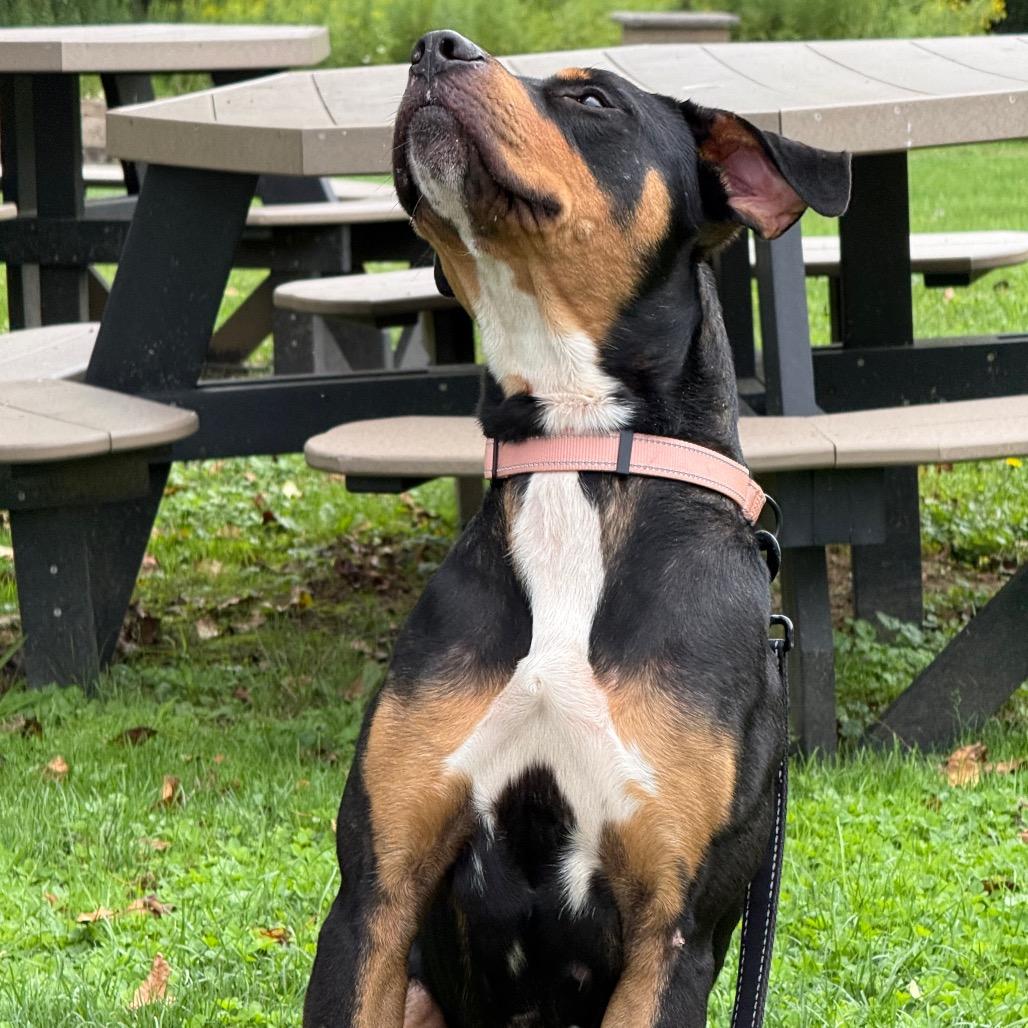 Cornbread, a Adoptable mixed breed in Novelty, OH image 5/5