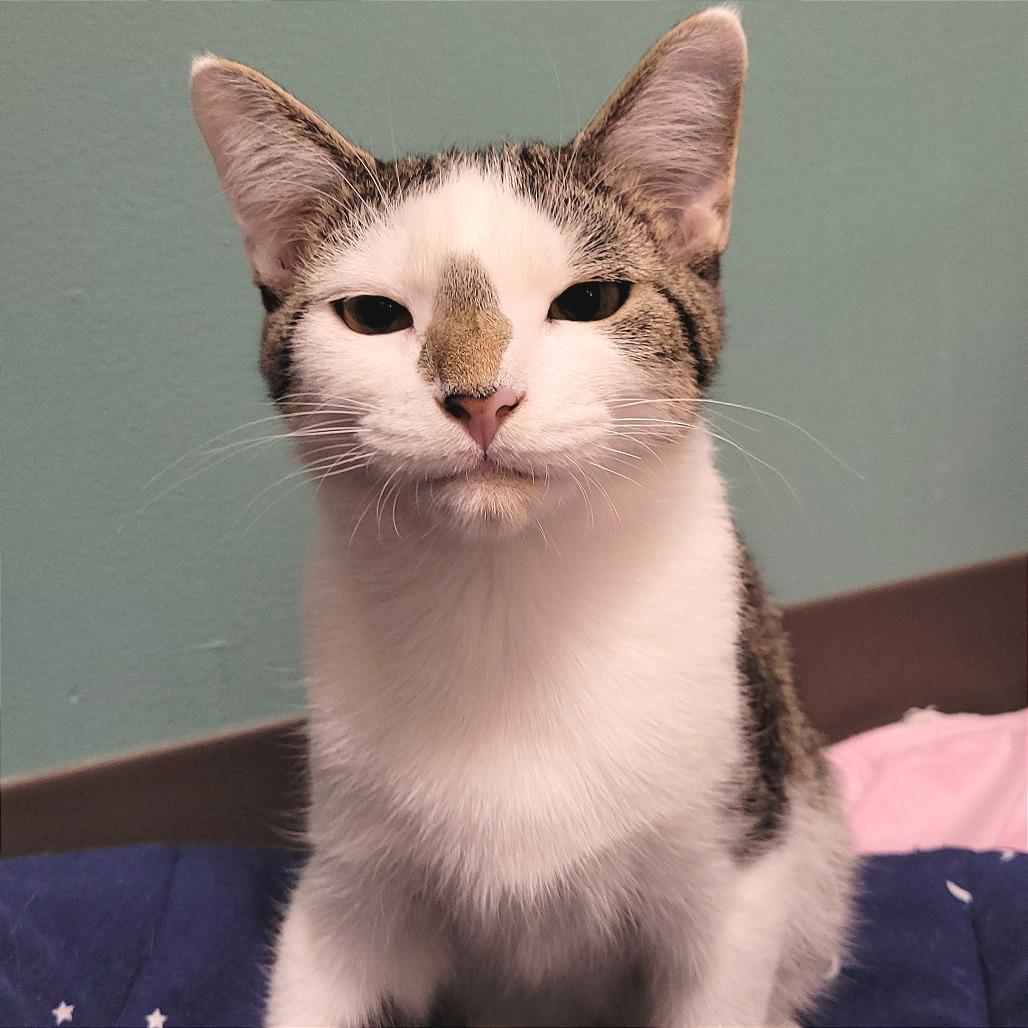 Enlarge Wesley, a Adoptable Domestic Short Hair in Nashville, IN image 1/6