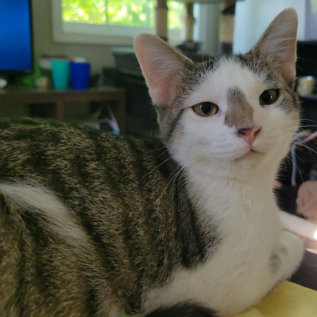 Enlarge Wesley, a Adoptable Domestic Short Hair in Nashville, IN image 2/6
