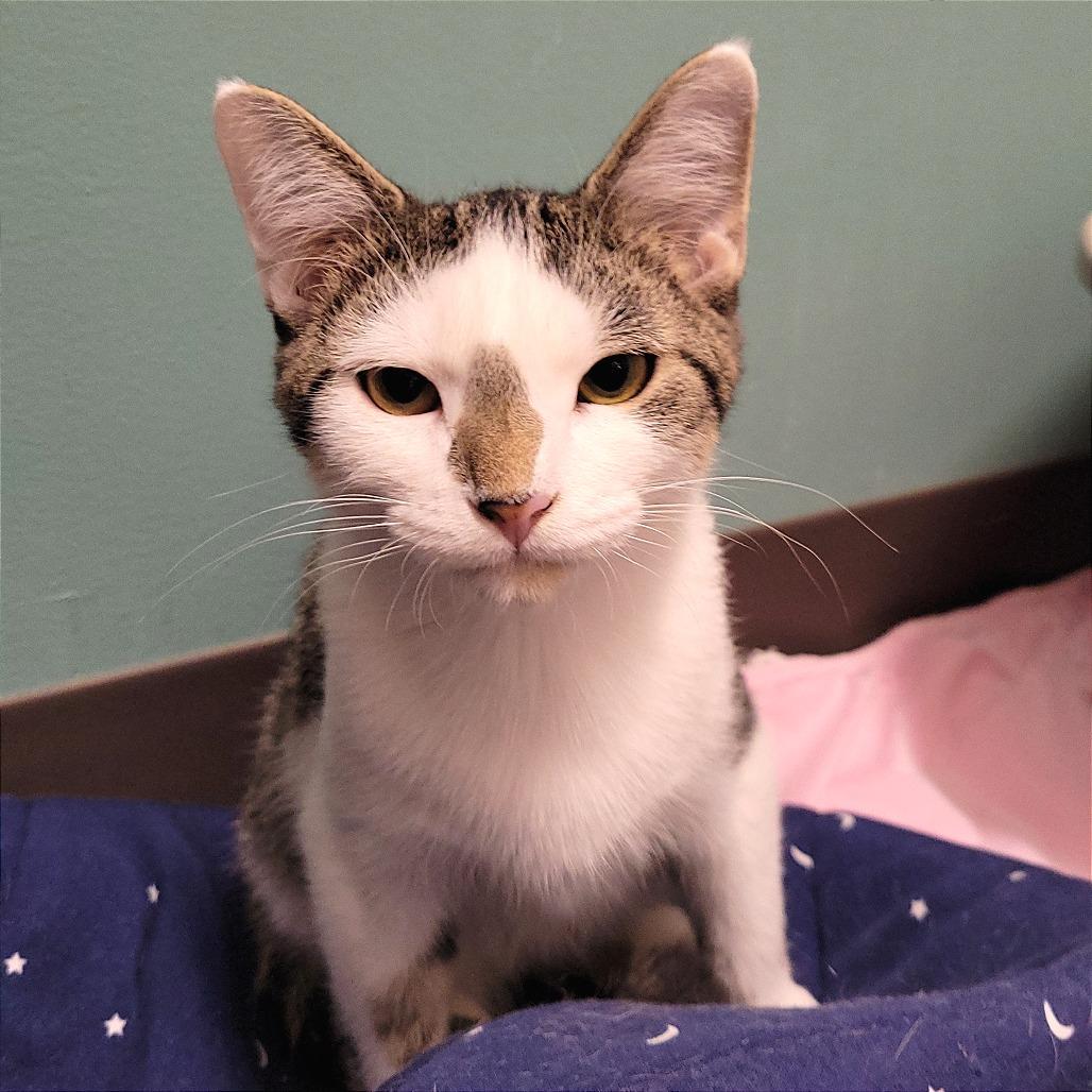 Enlarge Wesley, a Adoptable Domestic Short Hair in Nashville, IN image 3/6