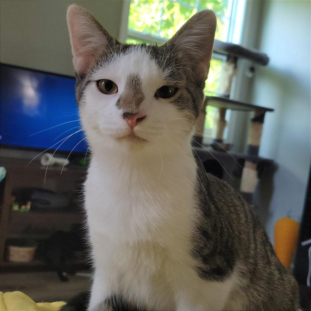 Enlarge Wesley, a Adoptable Domestic Short Hair in Nashville, IN image 4/6
