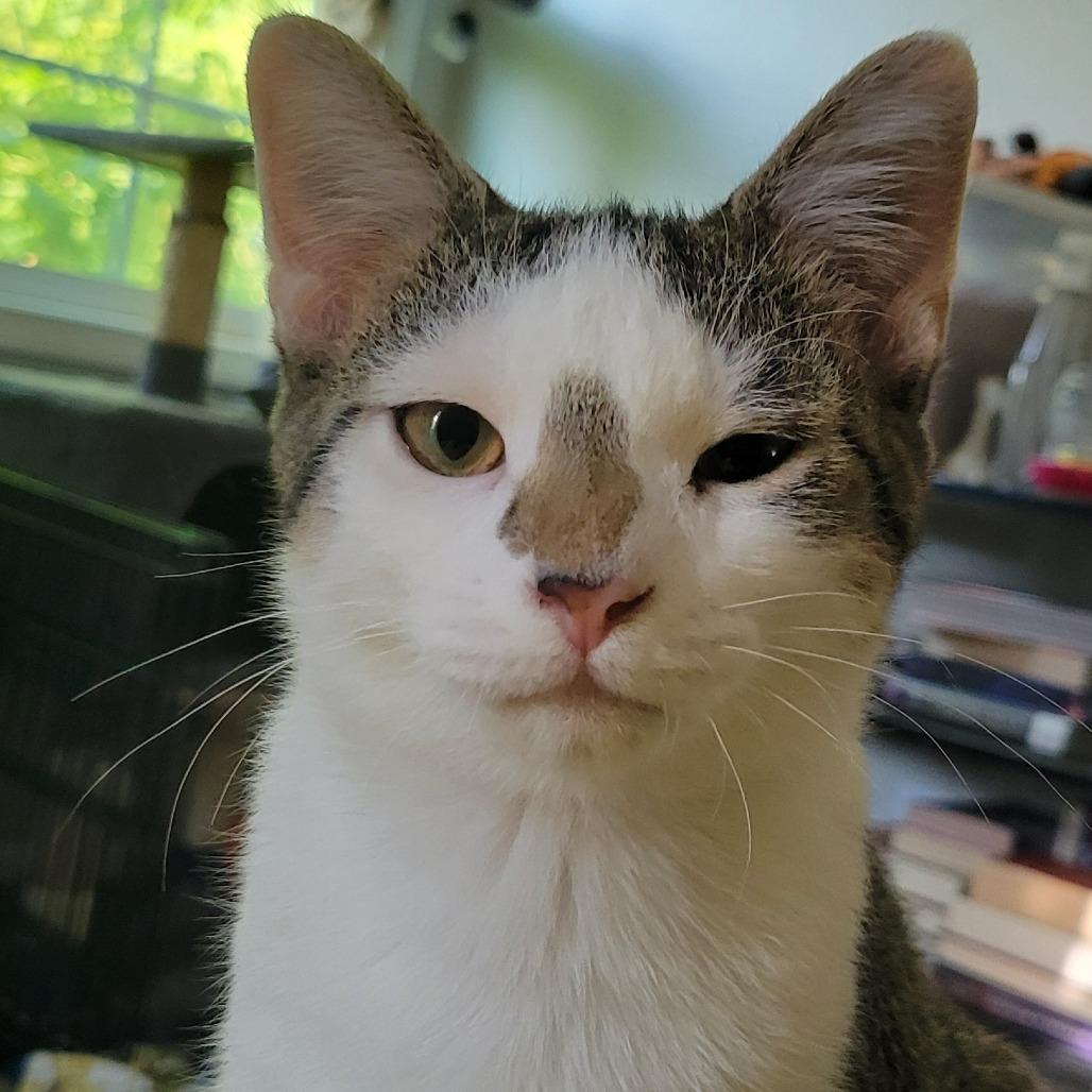 Enlarge Wesley, a Adoptable Domestic Short Hair in Nashville, IN image 5/6