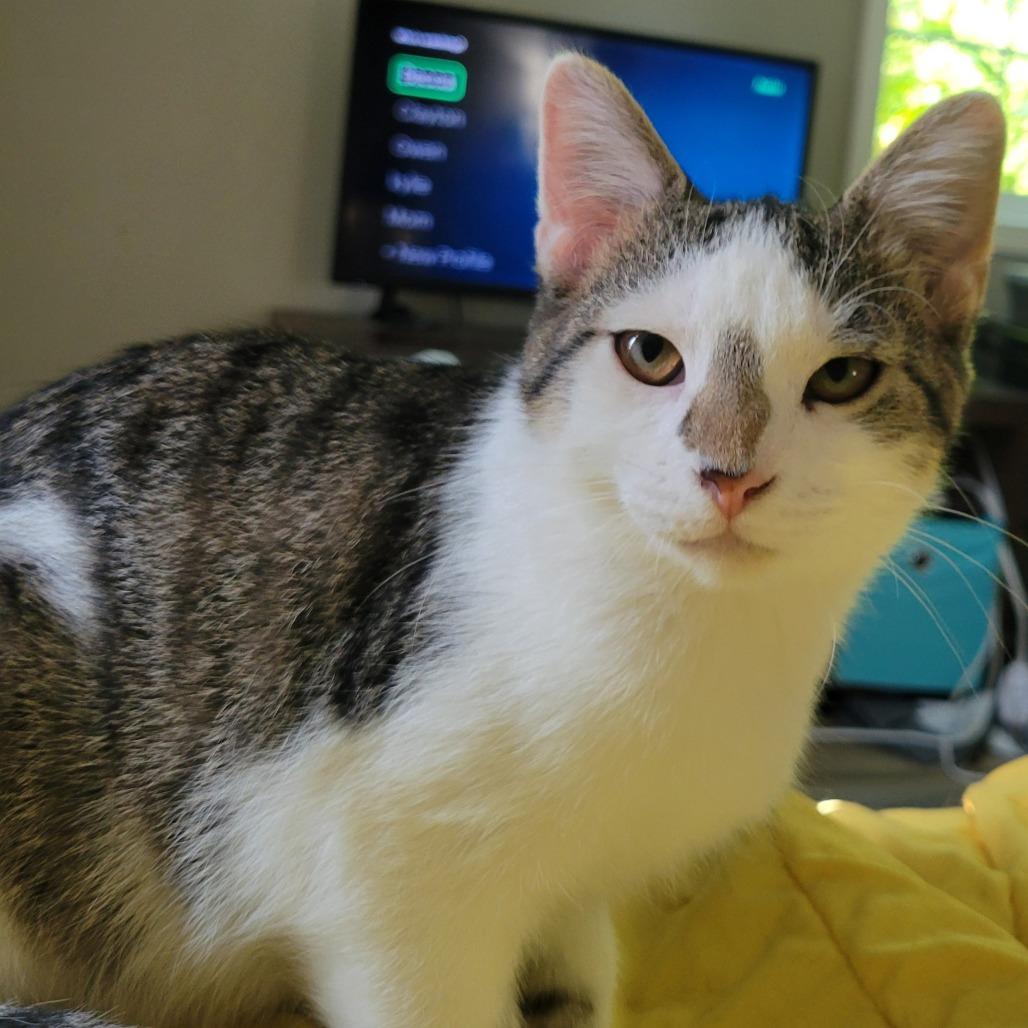 Enlarge Wesley, a Adoptable Domestic Short Hair in Nashville, IN image 6/6