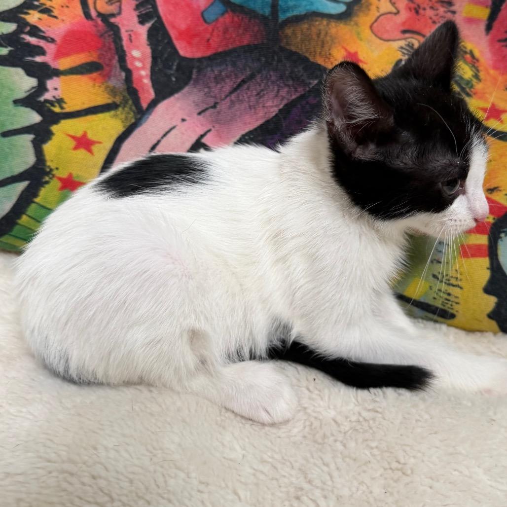 Enlarge Rae, a Adoptable Domestic Short Hair in Floresville, TX image 2/6