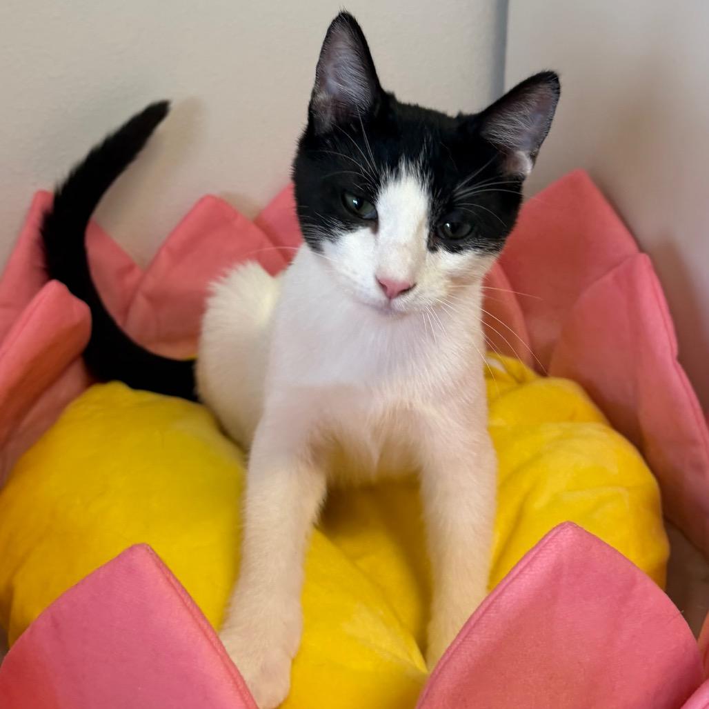 Enlarge Rae, a Adoptable Domestic Short Hair in Floresville, TX image 3/6