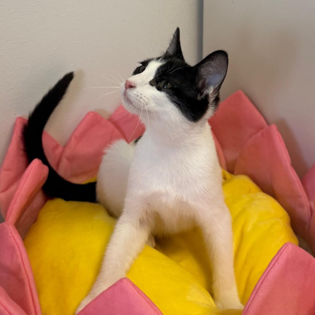 Enlarge Rae, a Adoptable Domestic Short Hair in Floresville, TX image 4/6