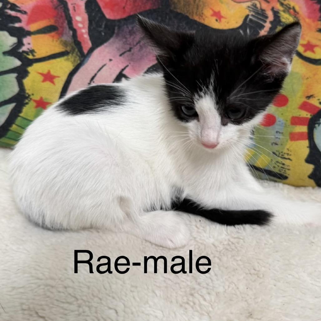 Enlarge Rae, a Adoptable Domestic Short Hair in Floresville, TX image 5/6