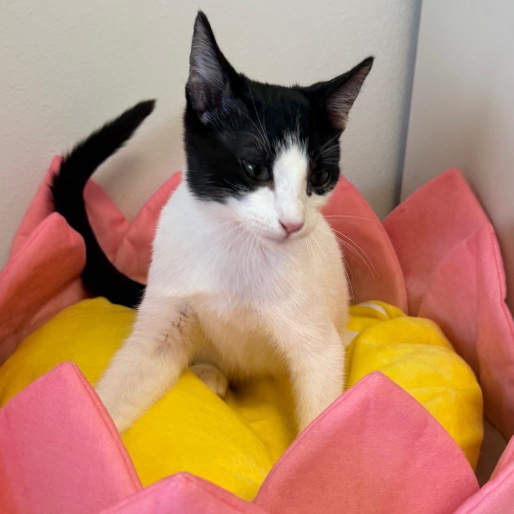 Enlarge Rae, a Adoptable Domestic Short Hair in Floresville, TX image 6/6