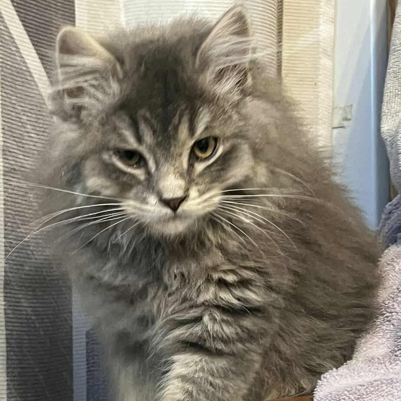 Enlarge Lily (and Lula), a Adoptable Domestic Long Hair in Minneapolis, MN image 2/4