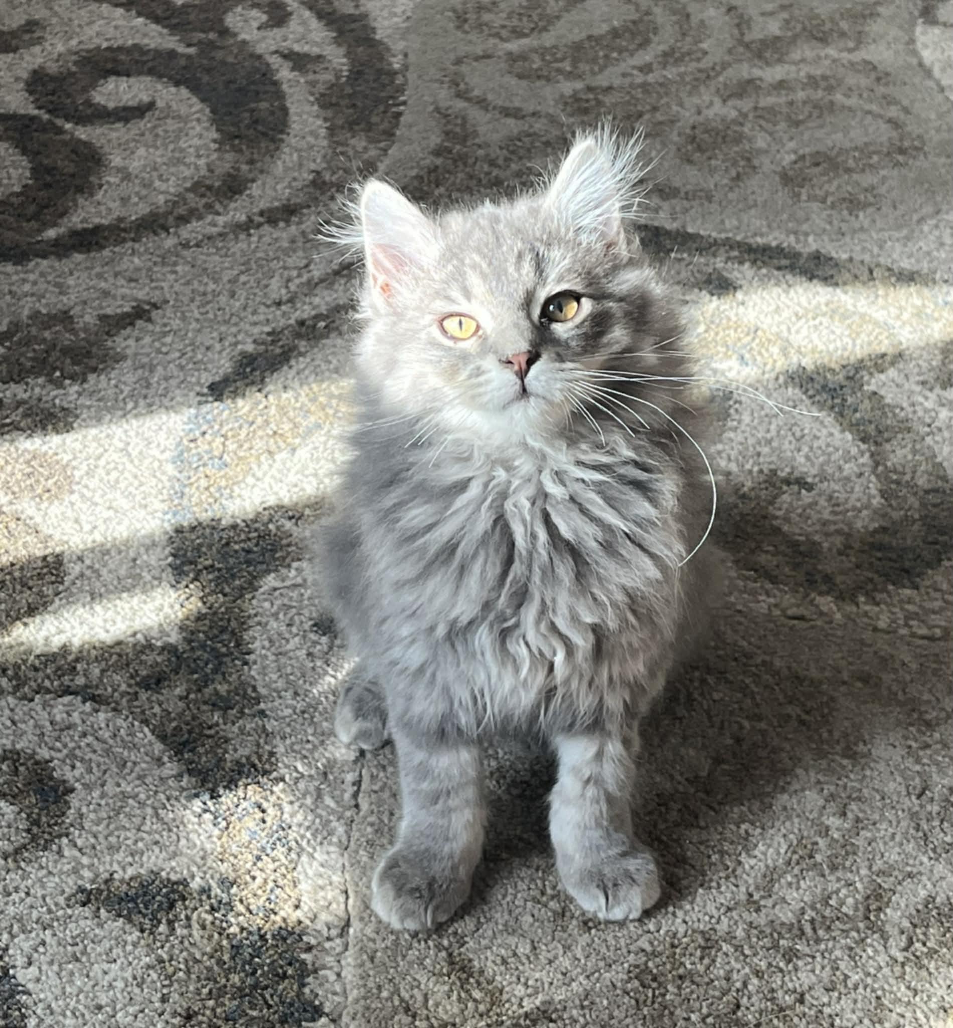 Lily (and Lula), an adoption pending Domestic Long Hair in Minneapolis, MN image 1/5