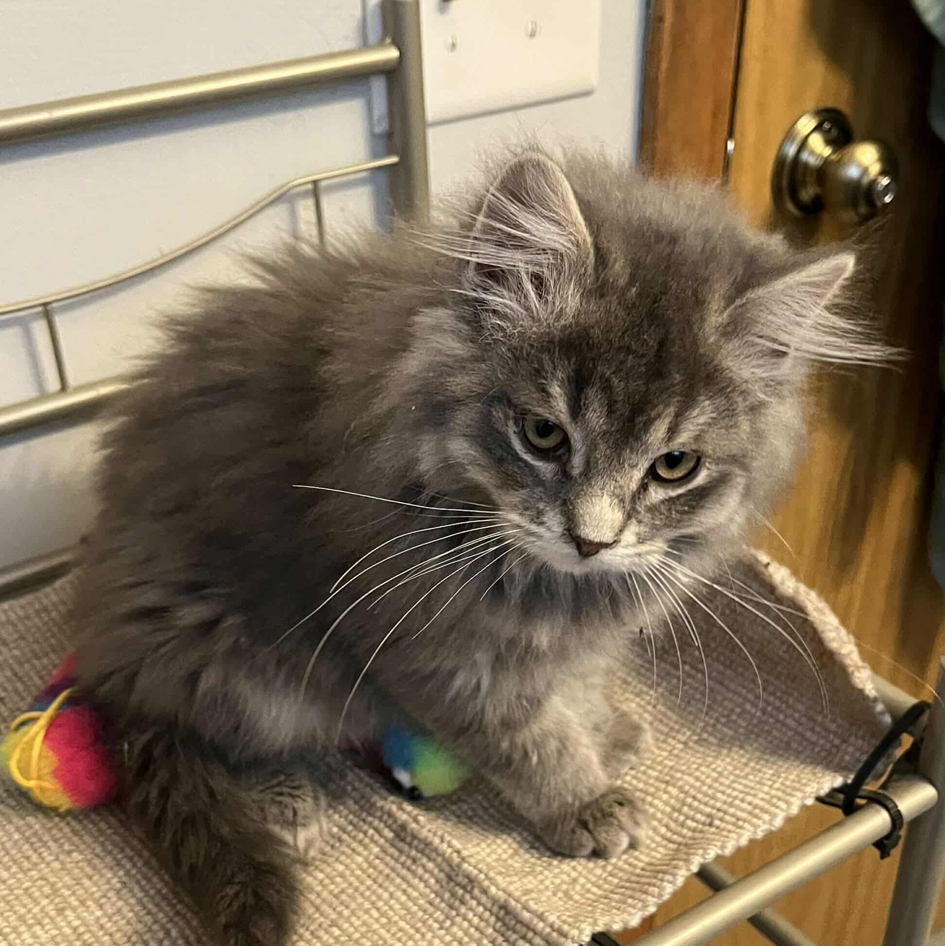 Enlarge Lily (and Lula), a Adoptable Domestic Long Hair in Minneapolis, MN image 4/4