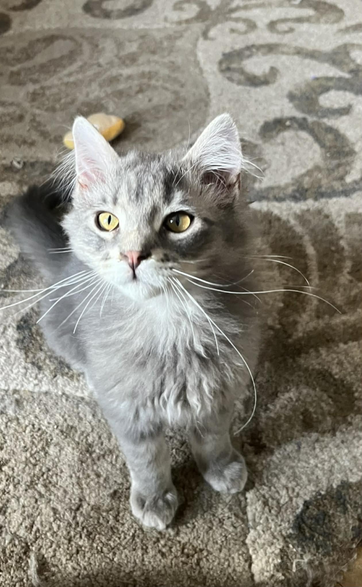 Lily (and Lula), an adoption pending Domestic Long Hair in Minneapolis, MN image 5/5