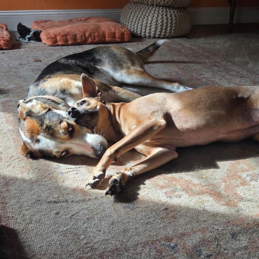 Benny — thumbnail 2