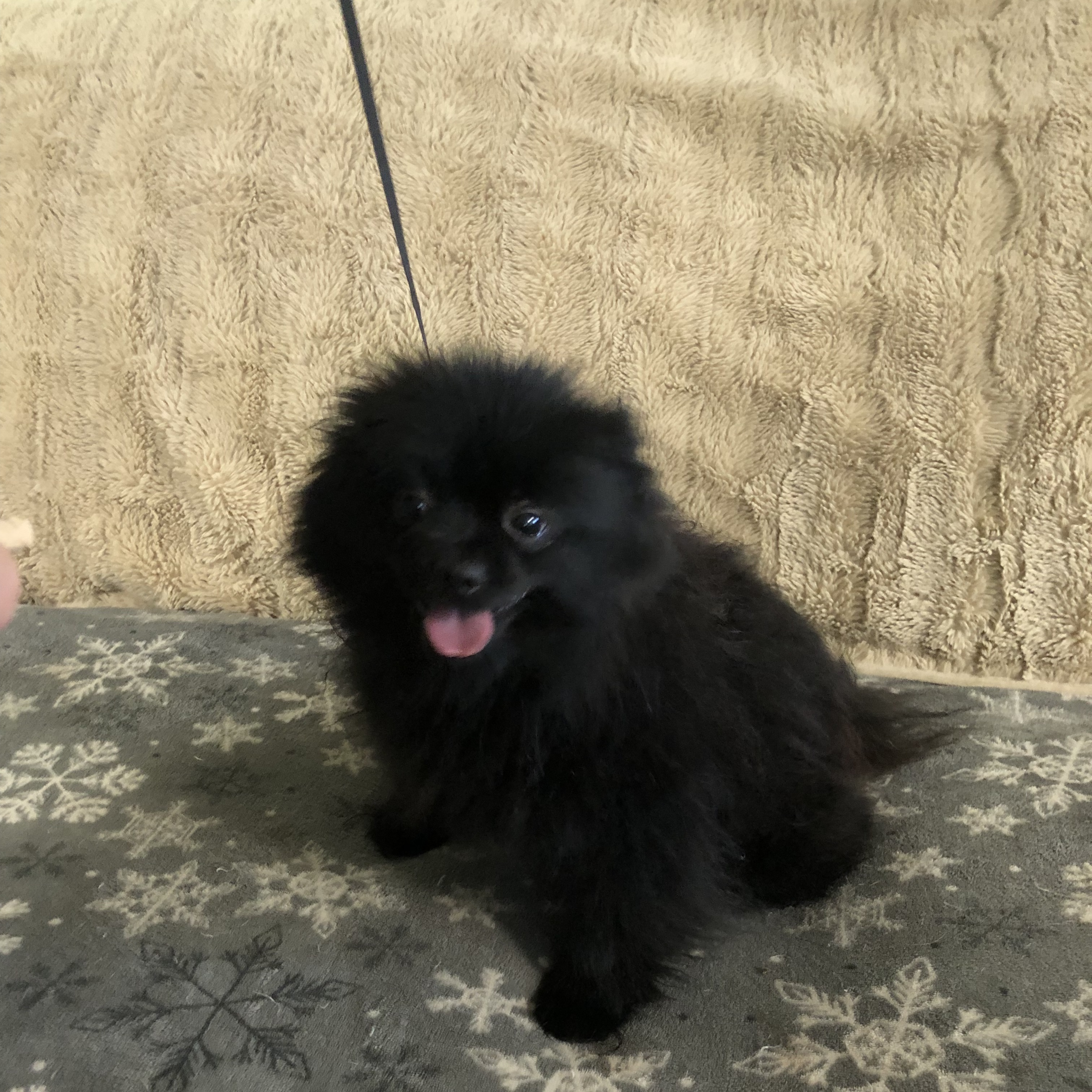 Cosmo, Adopted, Adult Male Pomeranian.