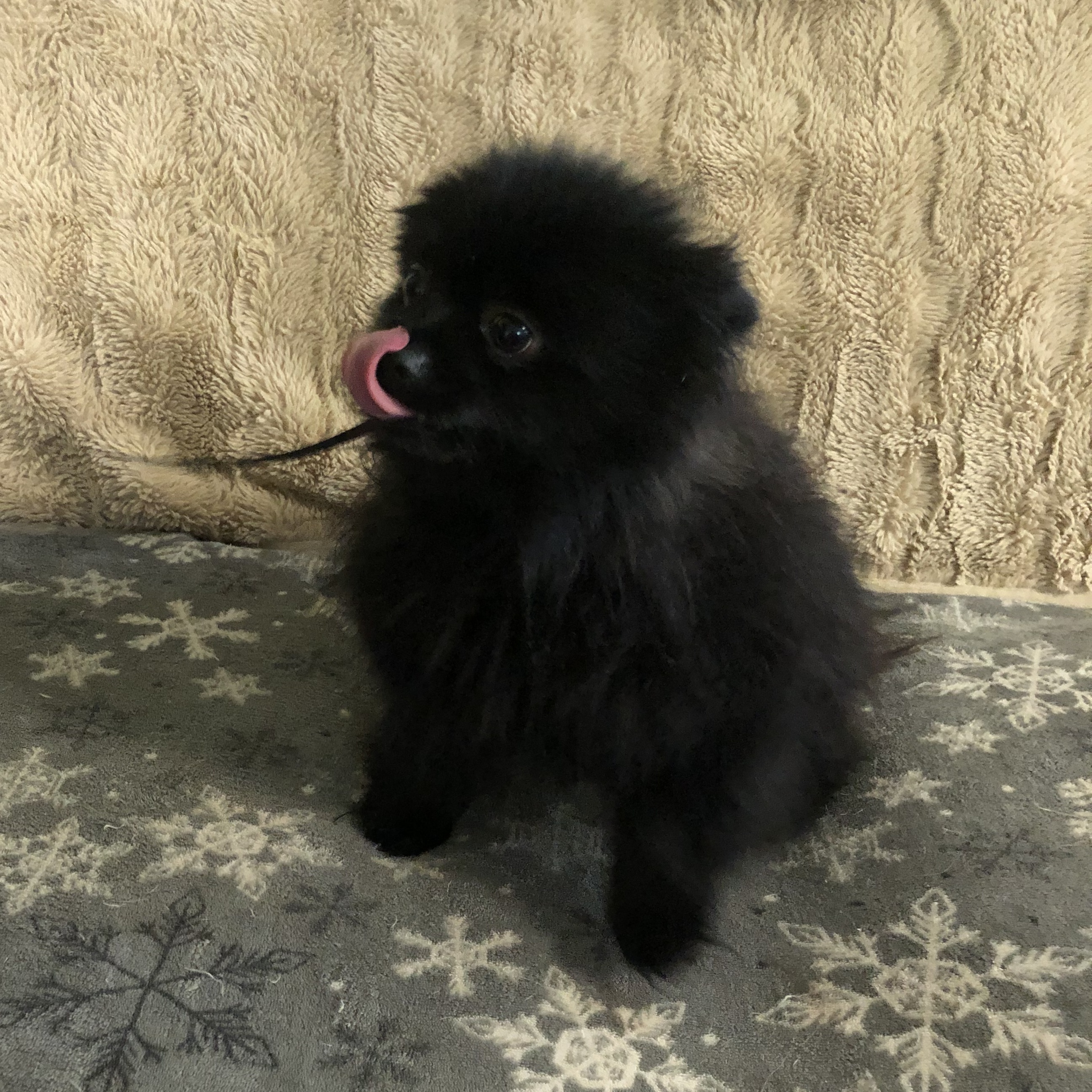 Cosmo, a Adopted Pomeranian in Fairbanks, AK image 2/2