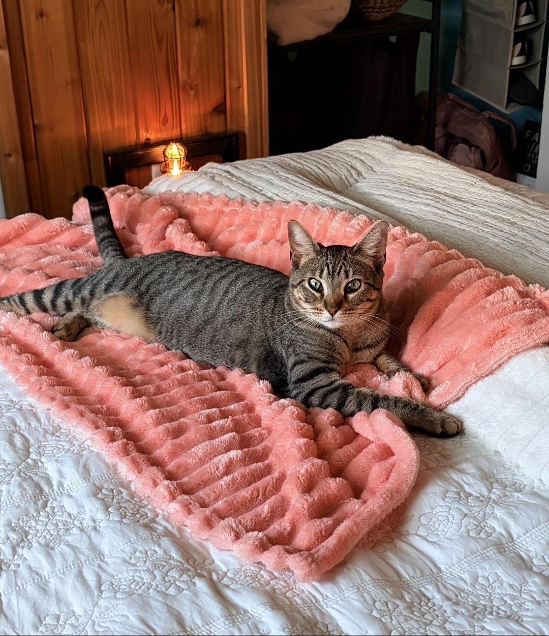 Enlarge Kale, a ADOPTABLE Domestic Short Hair in Des Moines , WA image 2/3