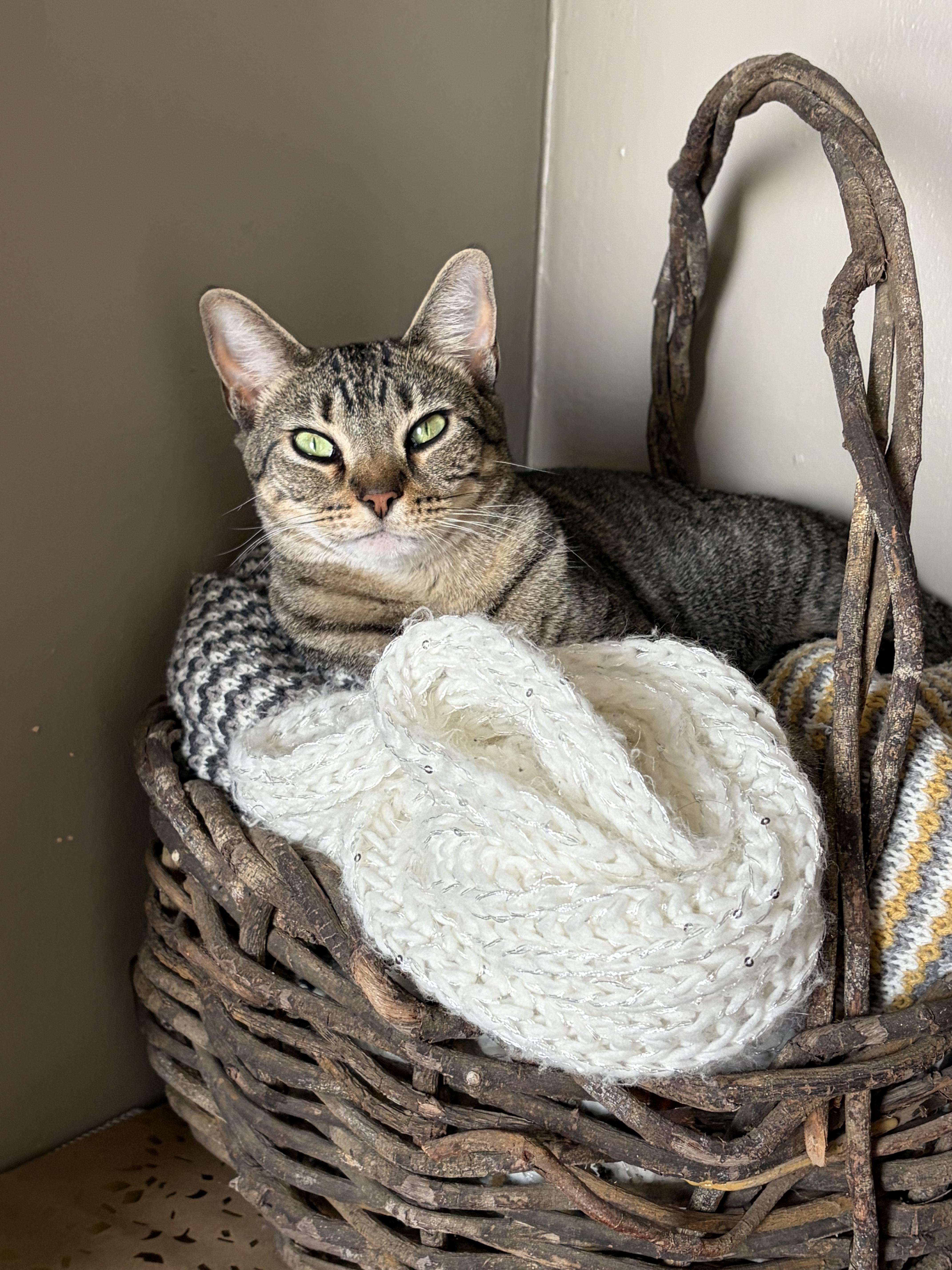 Kale, ADOPTABLE, Adult Female Domestic Short Hair.