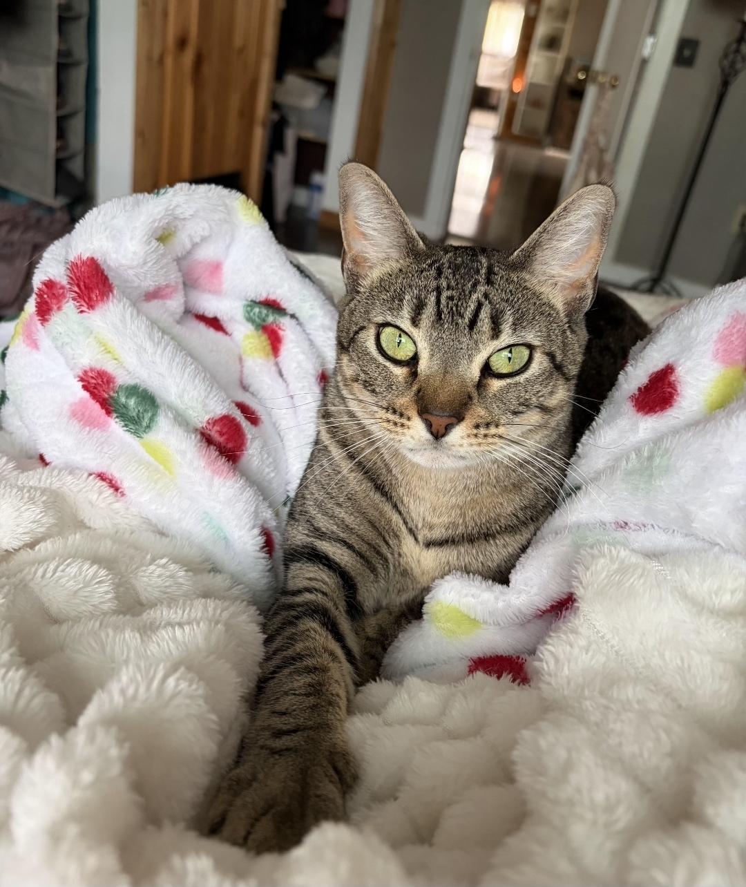 Enlarge Kale, a ADOPTABLE Domestic Short Hair in Des Moines , WA image 3/3