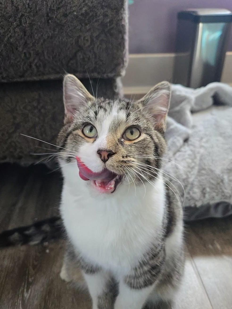 Enlarge Flounder, a Adoptable Domestic Short Hair in Dayton, OH image 1/4