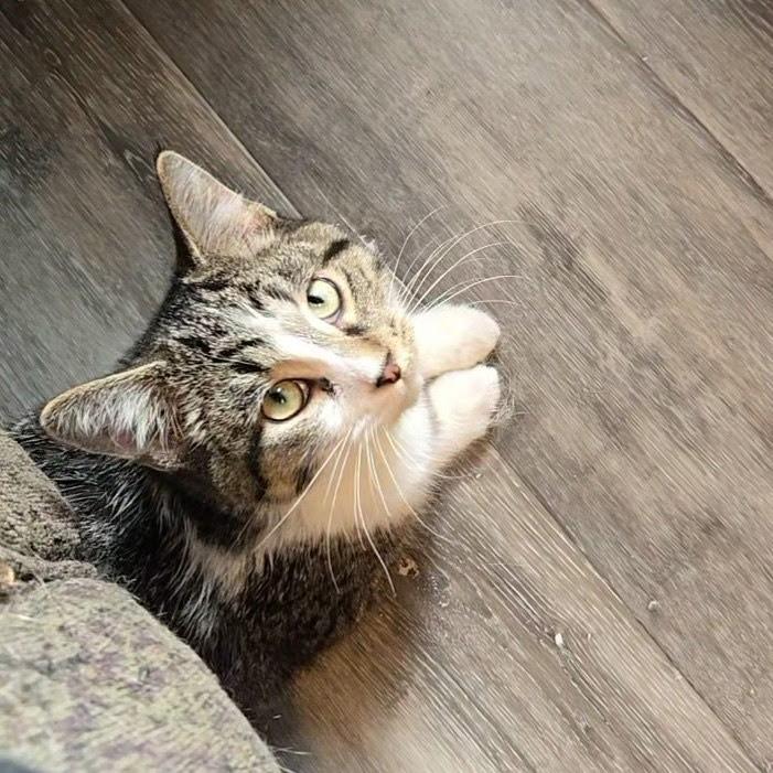 Enlarge Flounder, a Adoptable Domestic Short Hair in Dayton, OH image 4/4