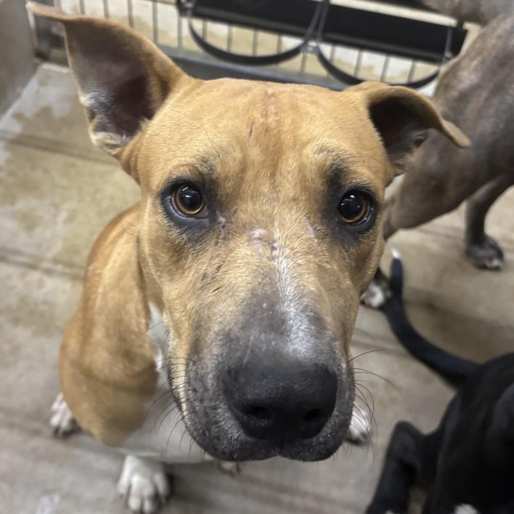 William, a Adoptable mixed breed in Floresville, TX image 1/5