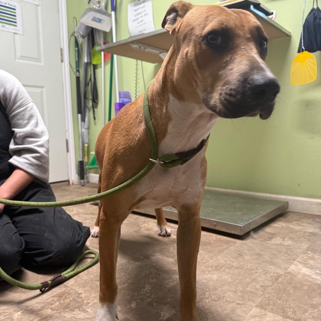 William, a Adoptable mixed breed in Floresville, TX image 2/5