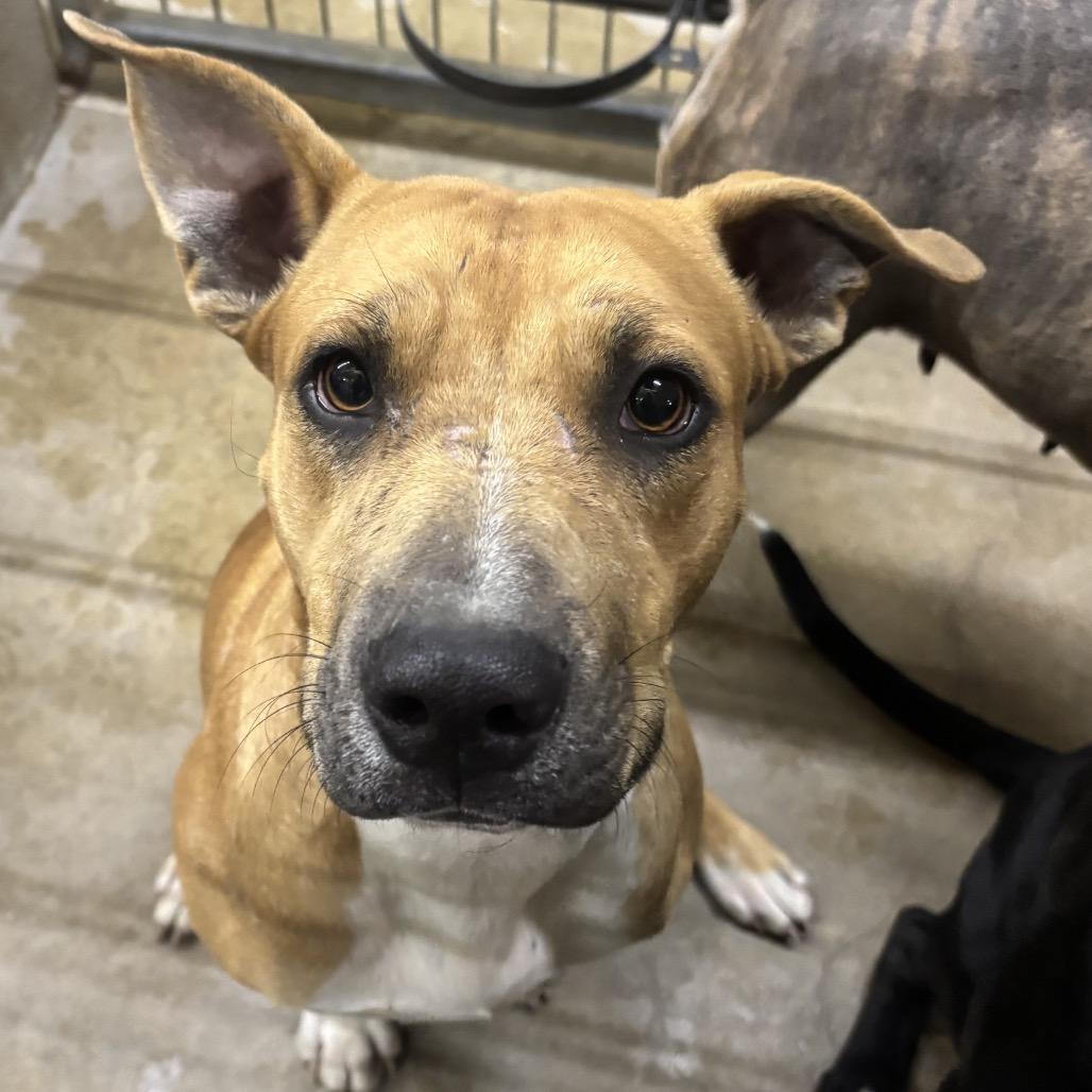 William, a Adoptable mixed breed in Floresville, TX image 3/5