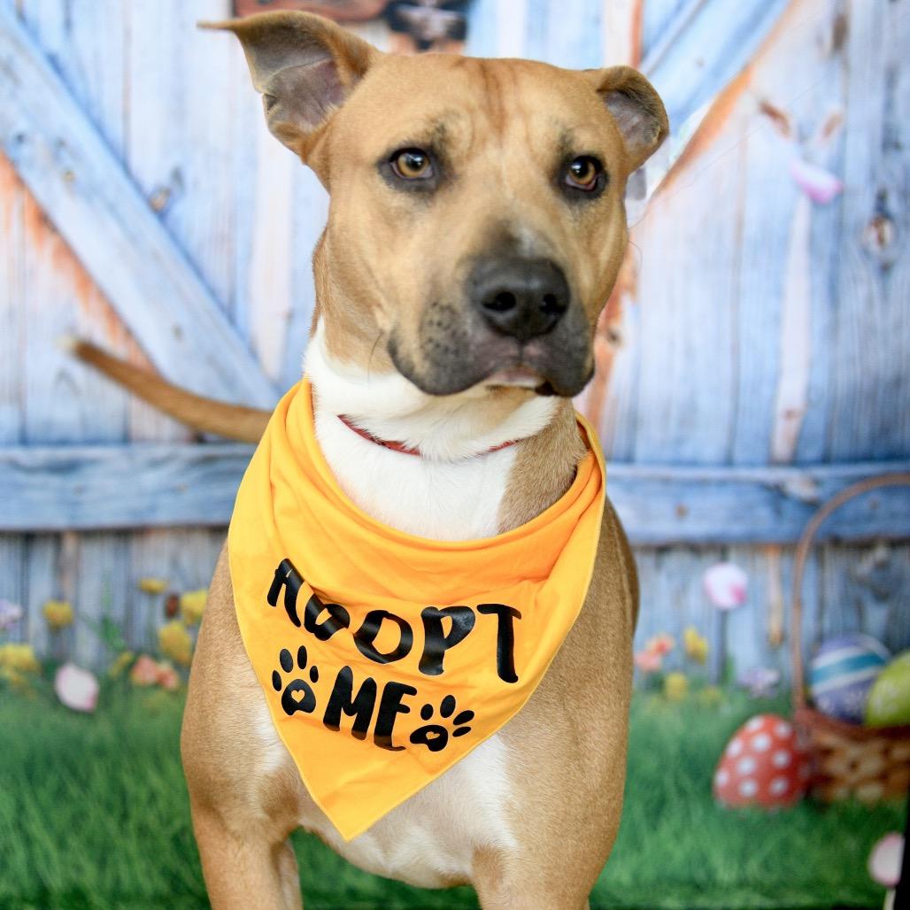 William, a Adoptable mixed breed in Floresville, TX image 4/5