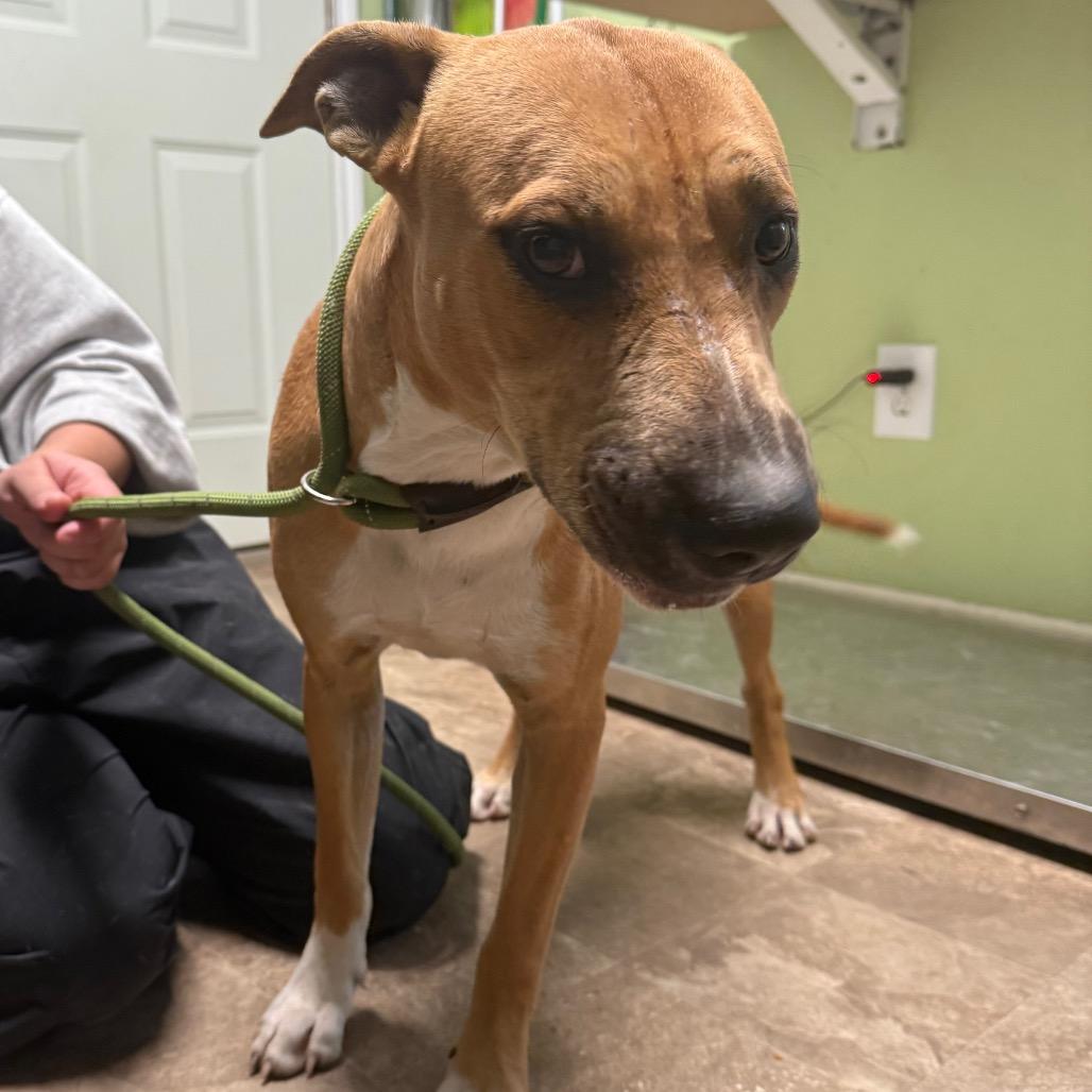 William, a Adoptable mixed breed in Floresville, TX image 5/5