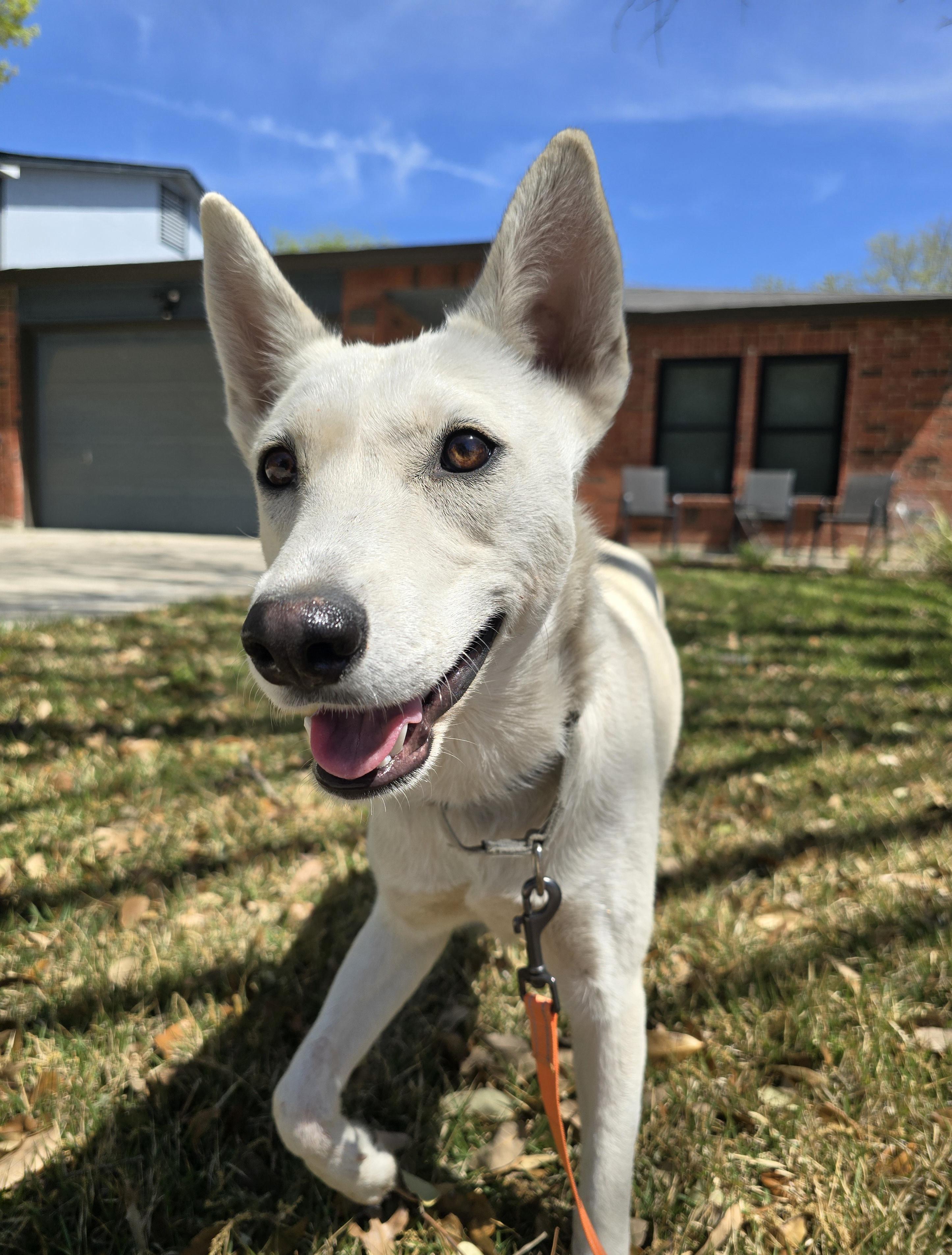 Enlarge Foxy, a Adoptable mixed breed in Burnsville, MN image 6/6