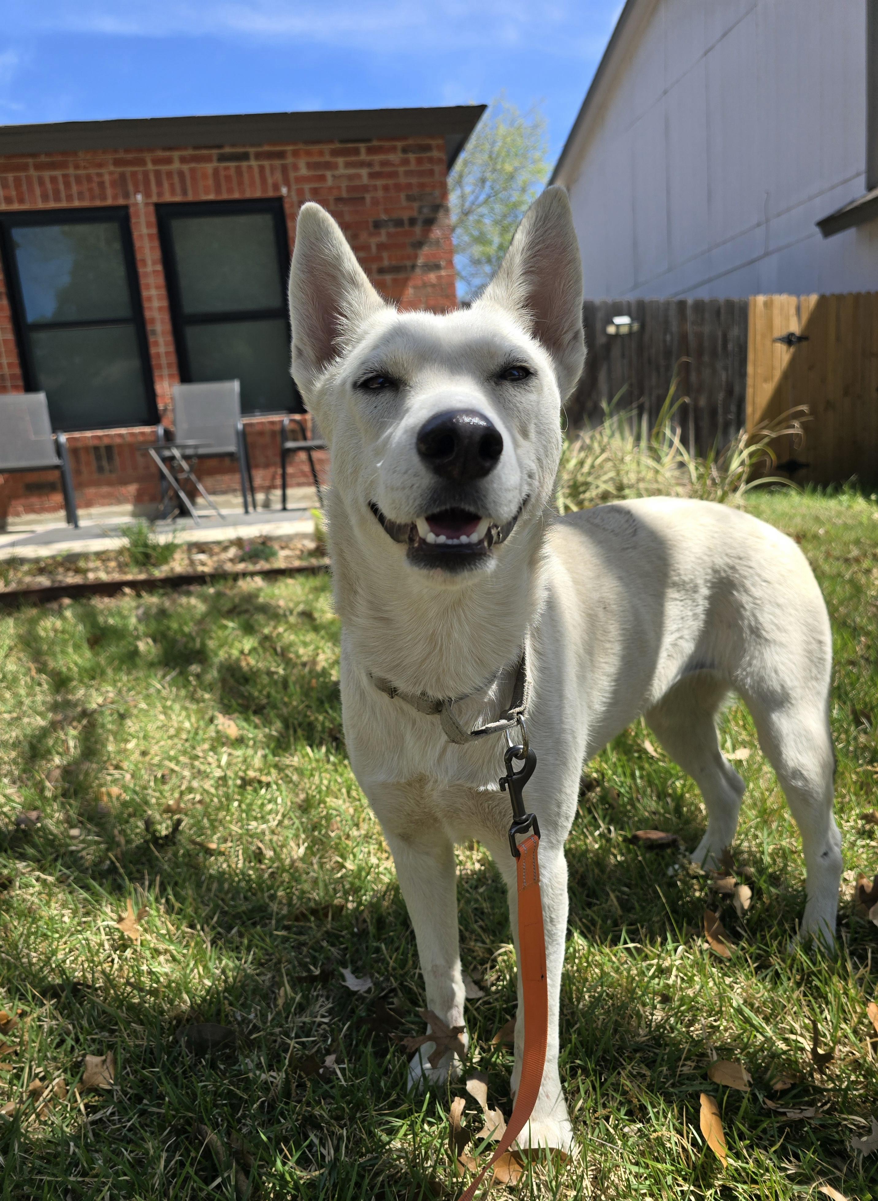 Enlarge Foxy, a Adoptable mixed breed in Burnsville, MN image 1/6