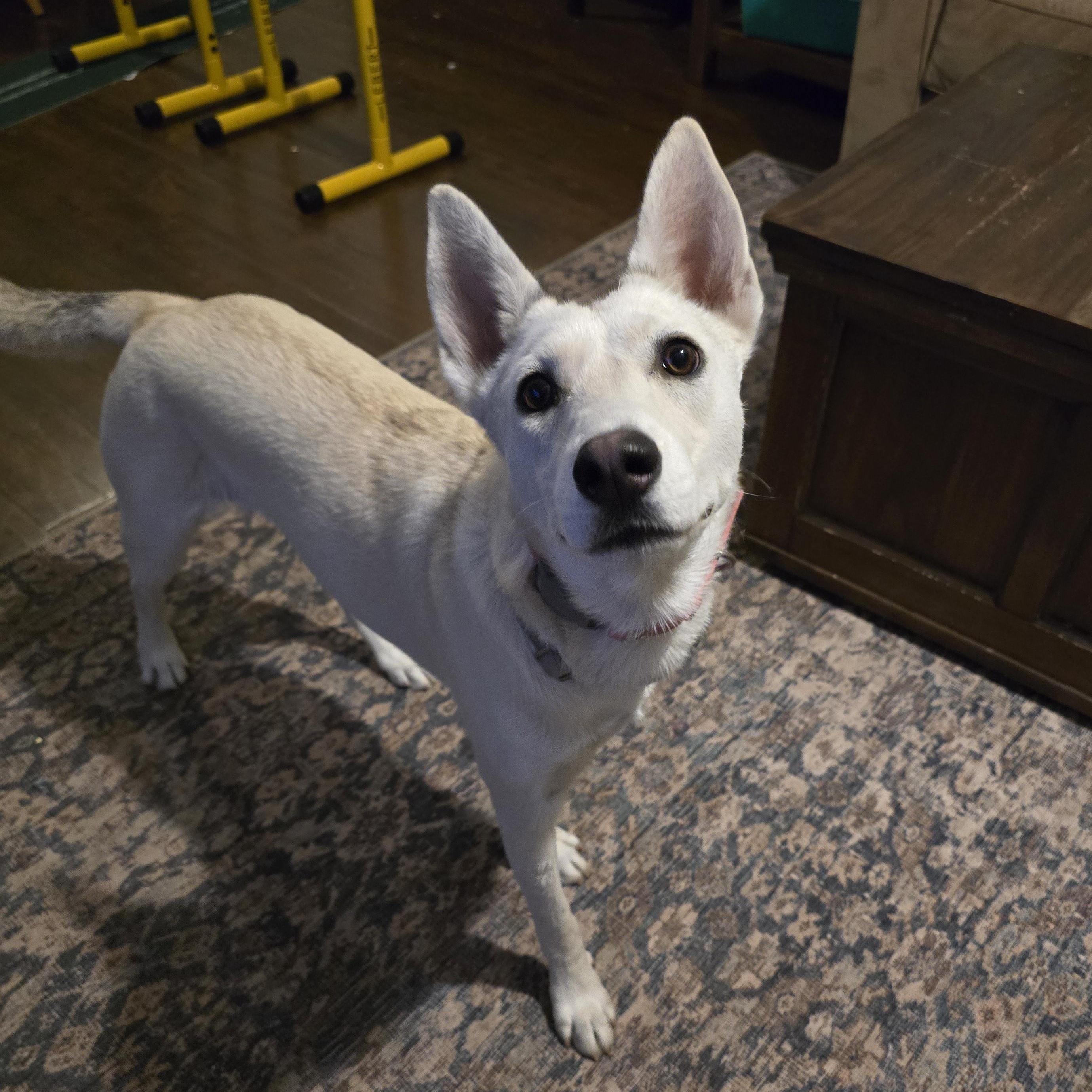 Enlarge Foxy, a Adoptable mixed breed in Arlington Heights, IL image 2/6