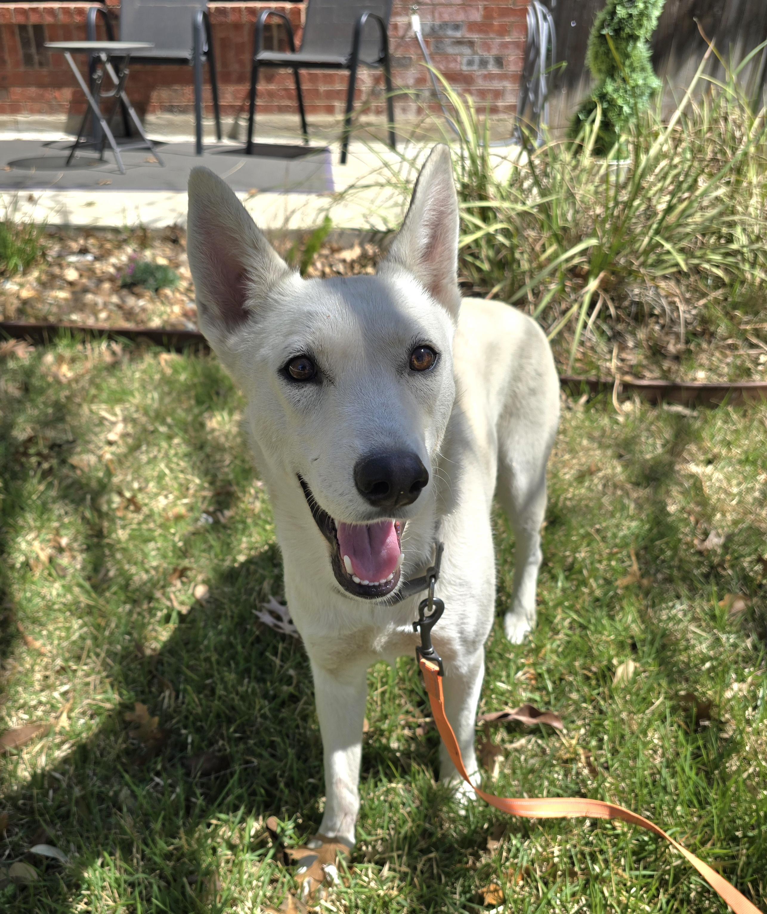 Enlarge Foxy, a Adoptable mixed breed in Burnsville, MN image 5/6