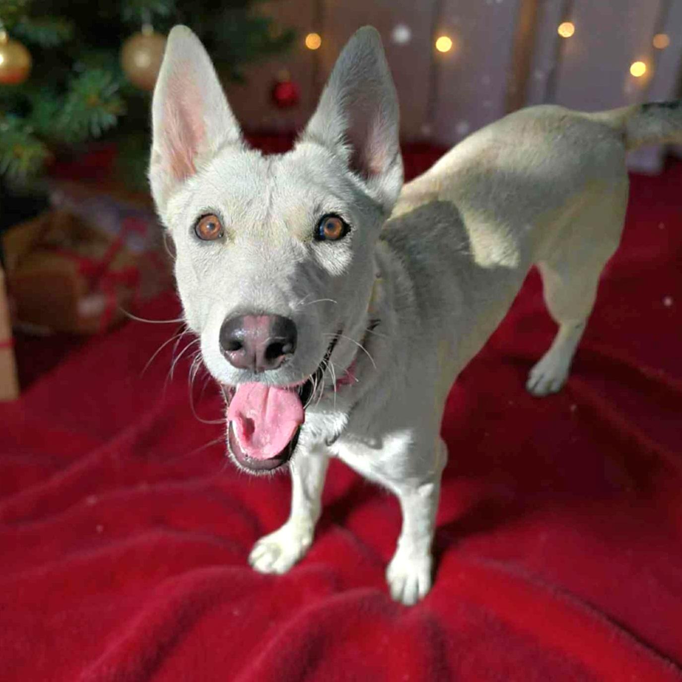 Enlarge Foxy, a Adoptable mixed breed in Arlington Heights, IL image 1/6