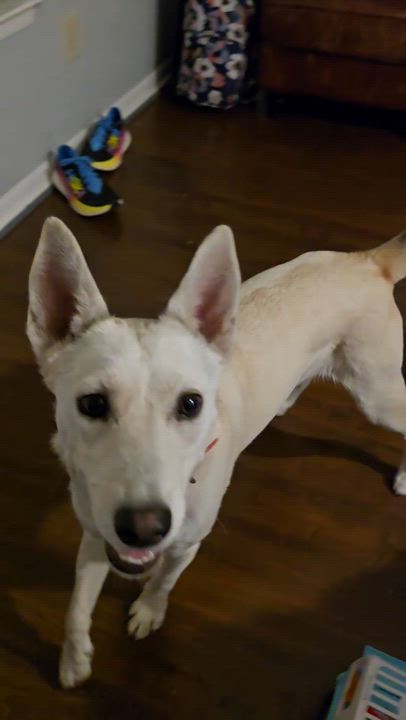 Enlarge Foxy, a Adoptable mixed breed in Arlington Heights, IL video 4/6