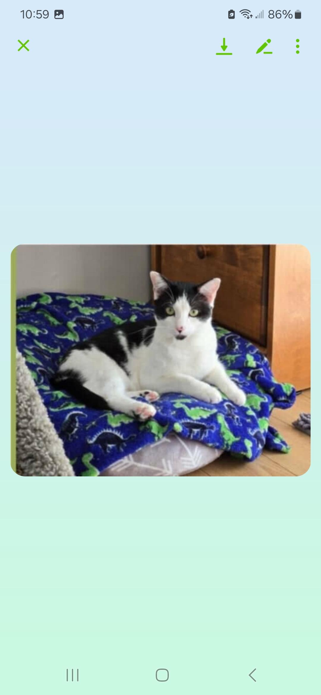 River ( In Orlando FL), Adoptable, Young Female American Shorthair.