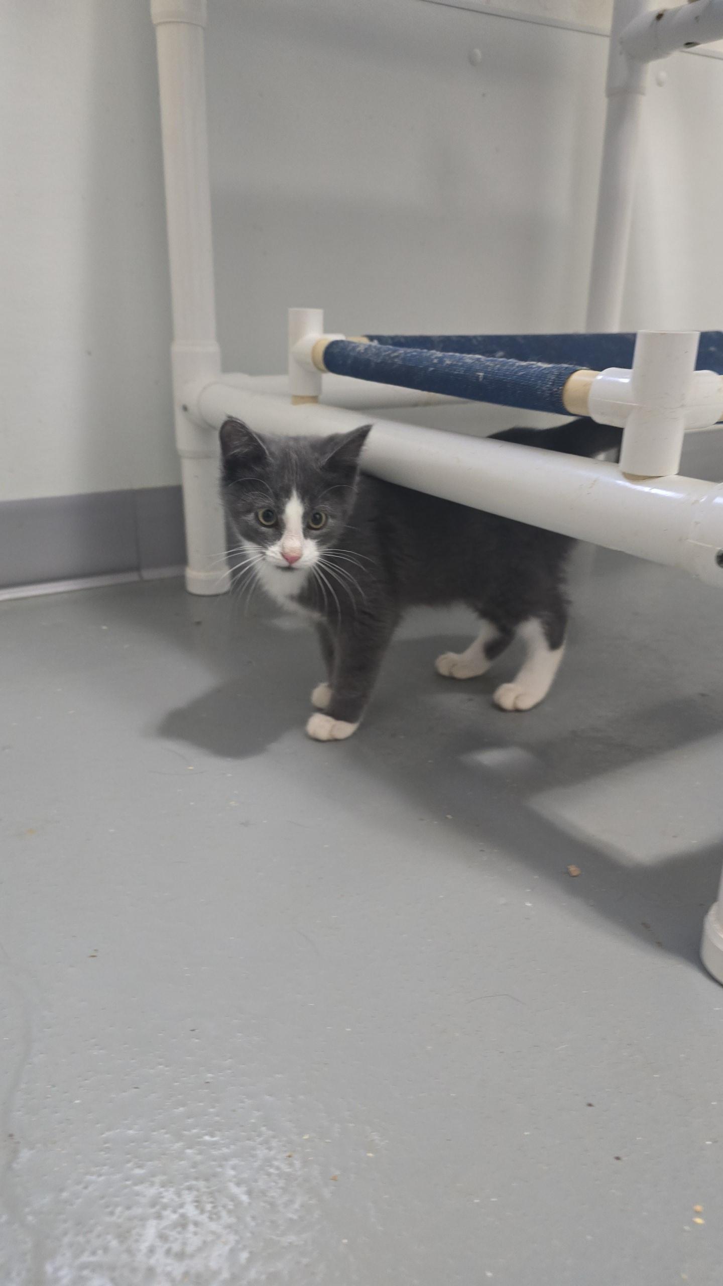 Enlarge Gordy, a Adoptable Domestic Short Hair in Iowa Falls, IA image 1/1