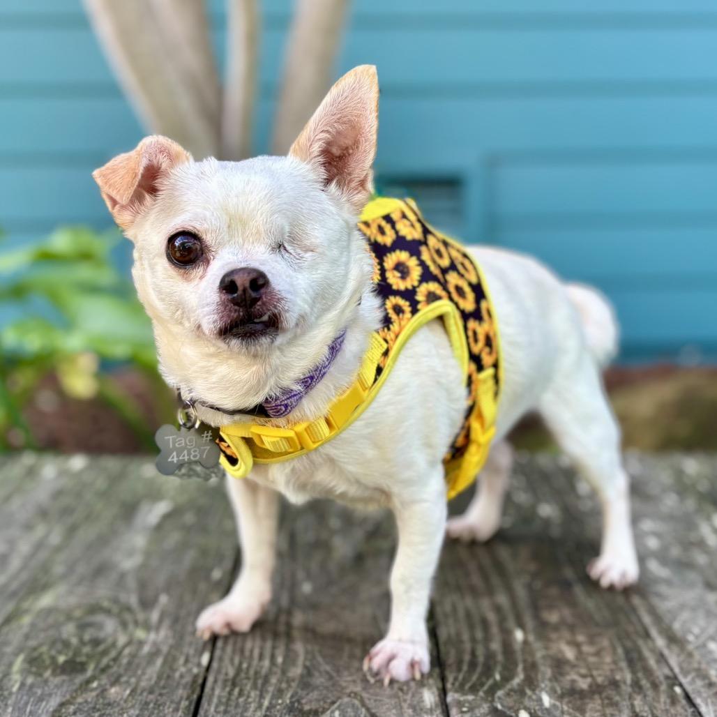 Whimsy — thumbnail 3