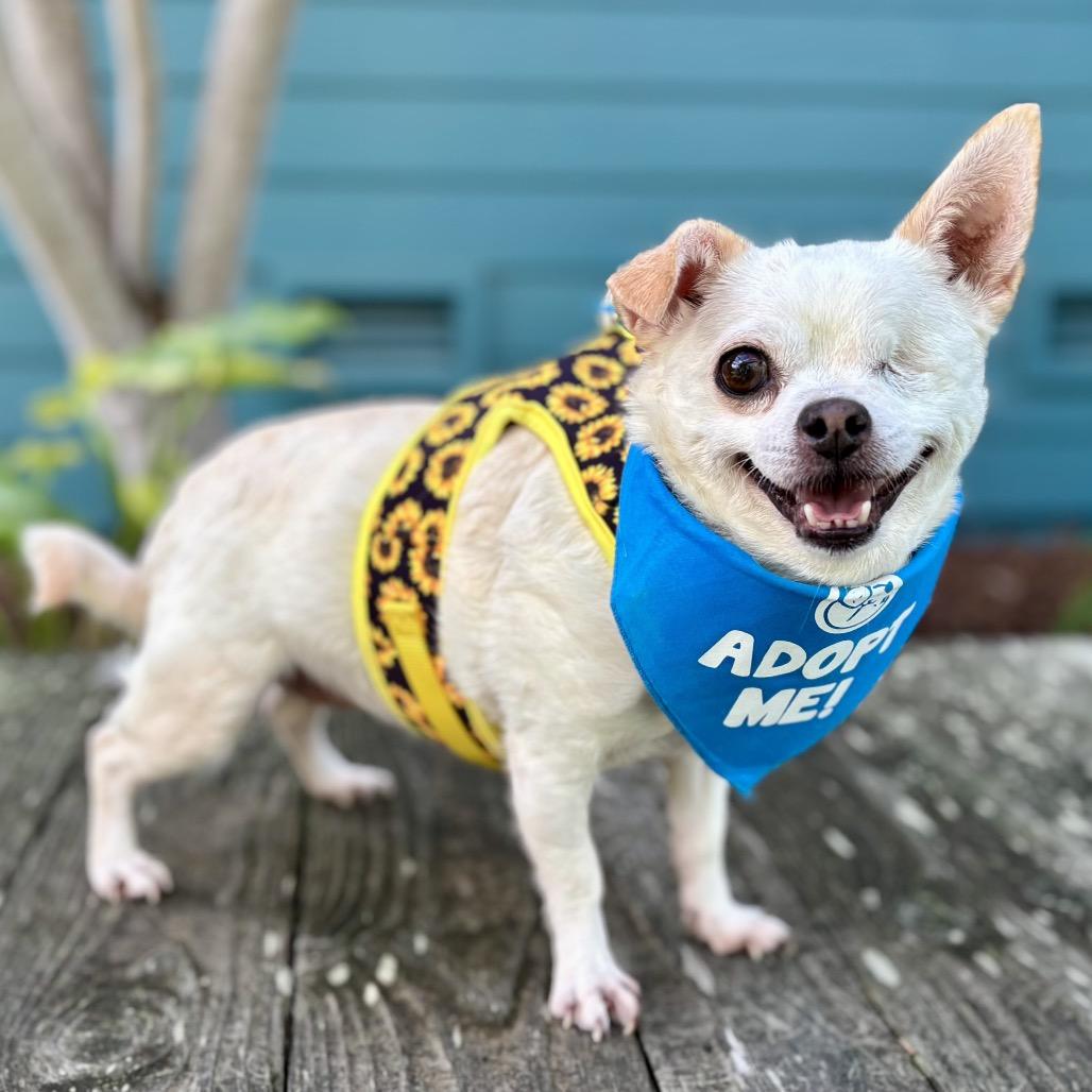 Whimsy — thumbnail 4