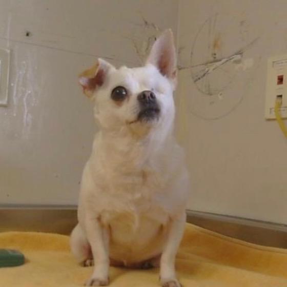 Whimsy — thumbnail 5