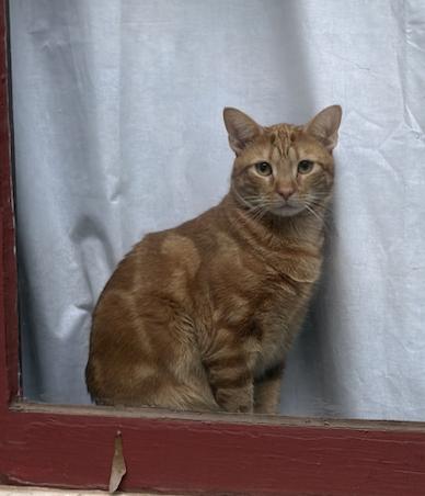 Mr. Man Bonded with Miss Kitty, Adoptable, Young Male Domestic Short Hair.
