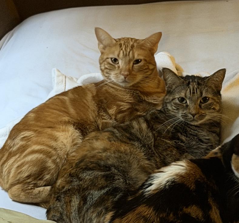 Enlarge Mr. Man Bonded with Miss Kitty, a Adoptable Domestic Short Hair in Decatur, GA image 2/3