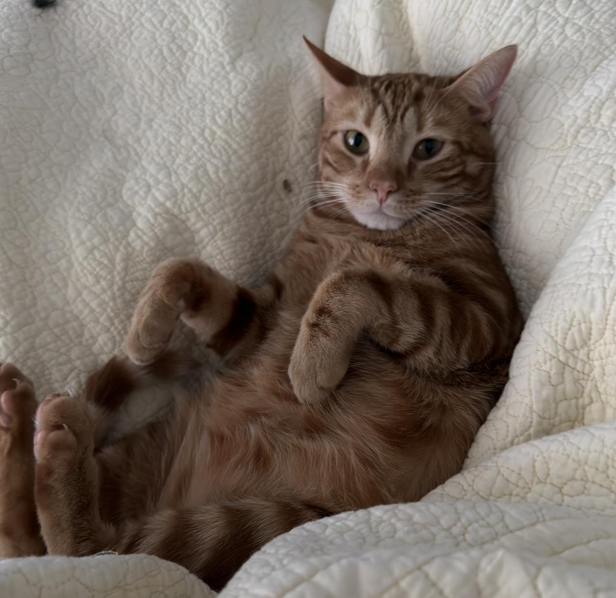 Enlarge Mr. Man Bonded with Miss Kitty, a Adoptable Domestic Short Hair in Decatur, GA image 3/3