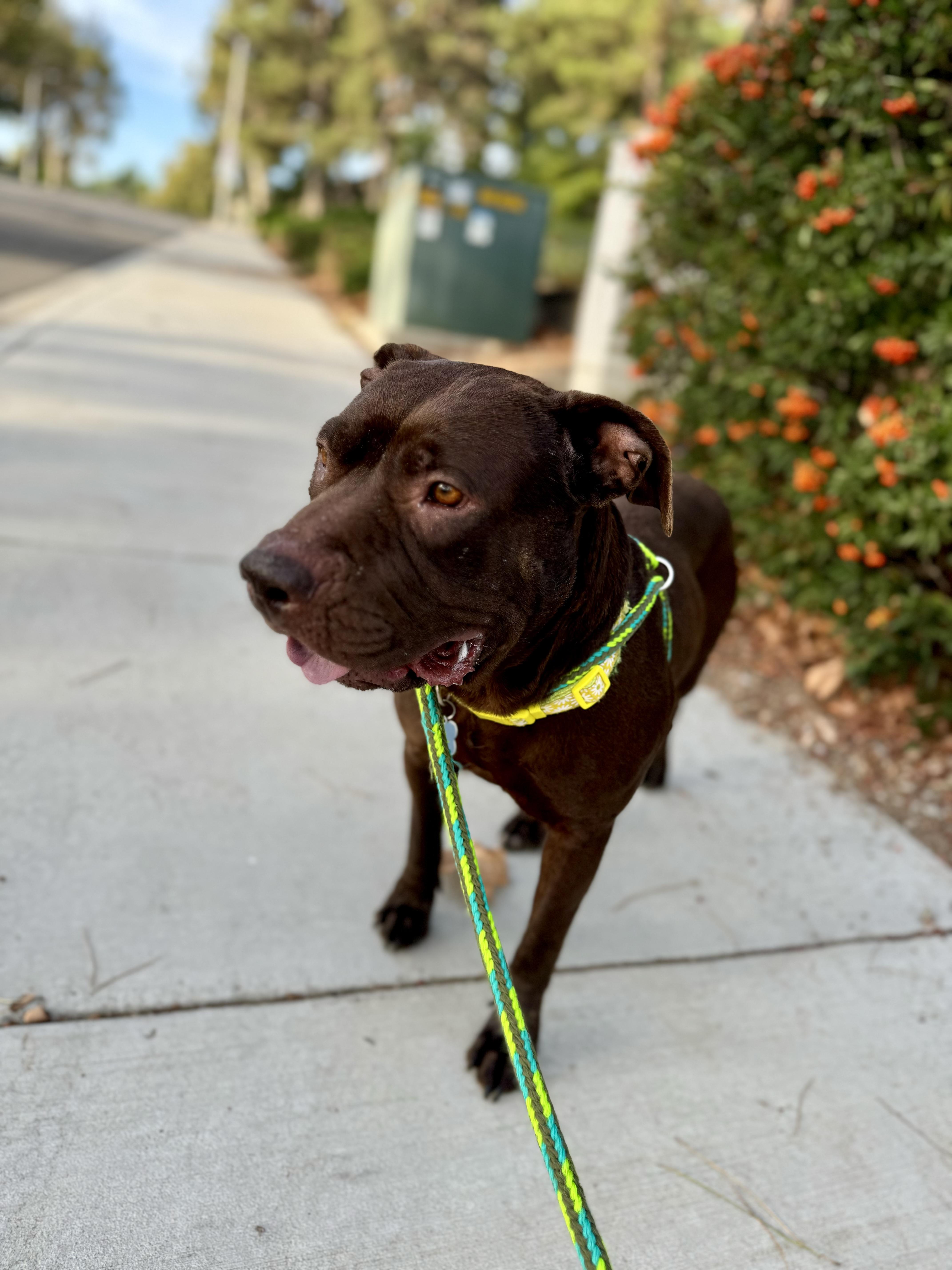 Journey (C000-631)- City of Industry, Adoptable, Adult Female Pit Bull Terrier.