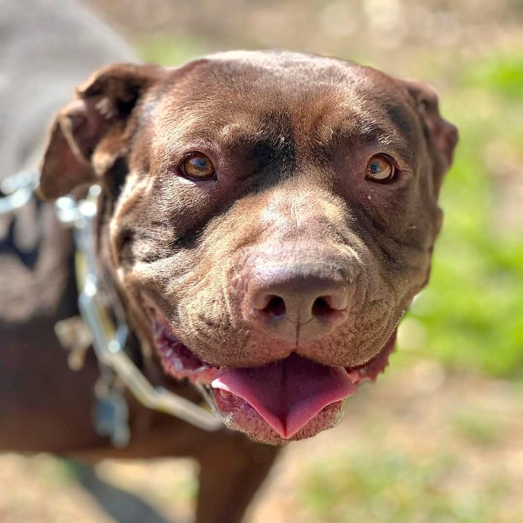 Enlarge Journey (C000-631)- City of Industry, a Adoptable Pit Bull Terrier in Chino Hills, CA image 2/6