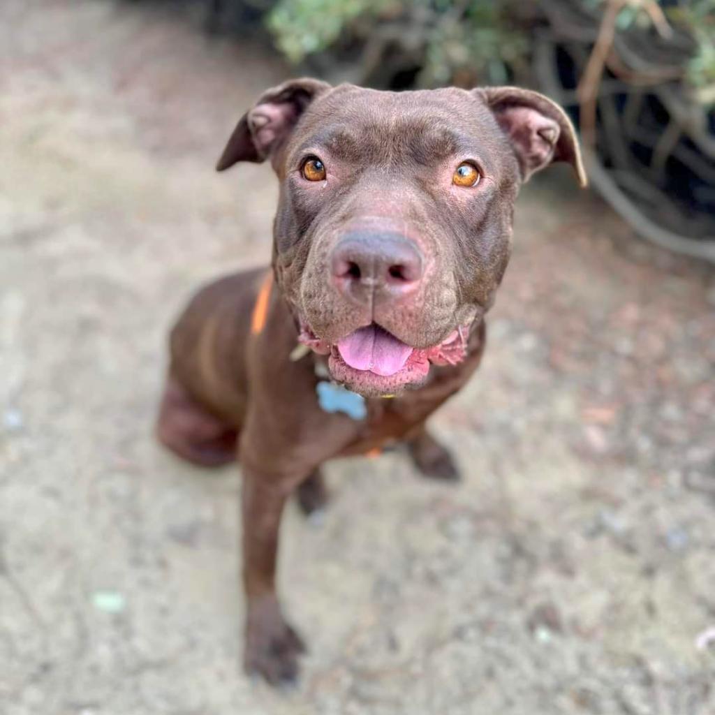 Enlarge Journey (C000-631)- City of Industry, a Adoptable Pit Bull Terrier in Chino Hills, CA image 2/6