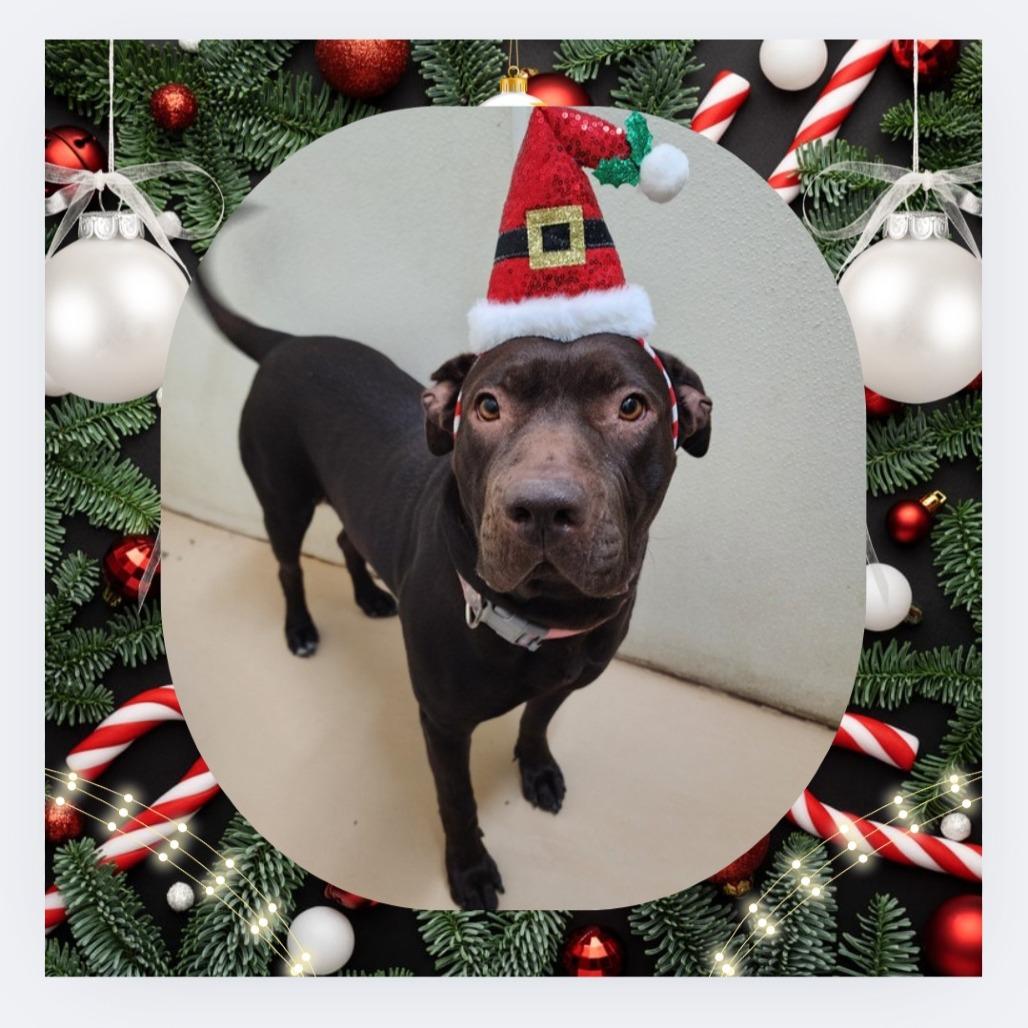 Enlarge Journey (C000-631)- City of Industry, a Adoptable Pit Bull Terrier in Chino Hills, CA image 3/6