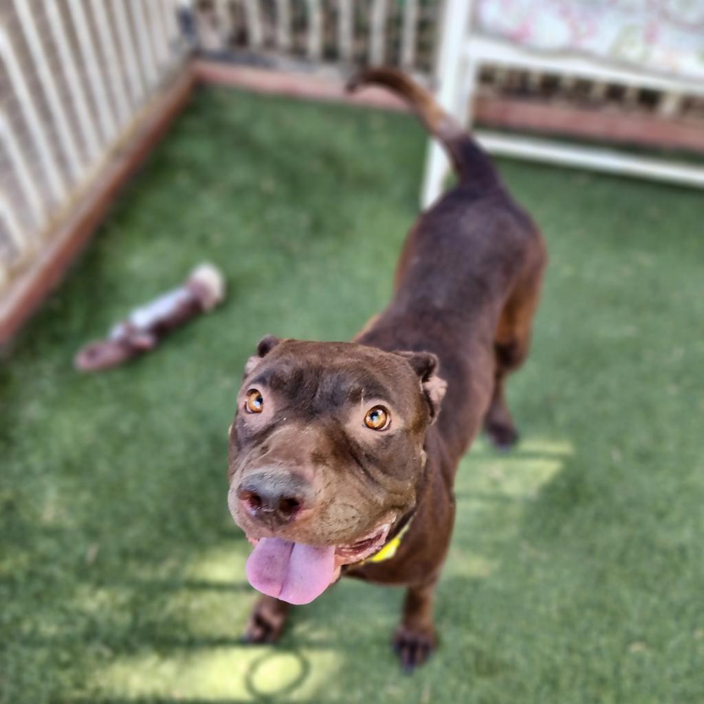 Enlarge Journey (C000-631)- City of Industry, a Adoptable Pit Bull Terrier in Chino Hills, CA image 4/6